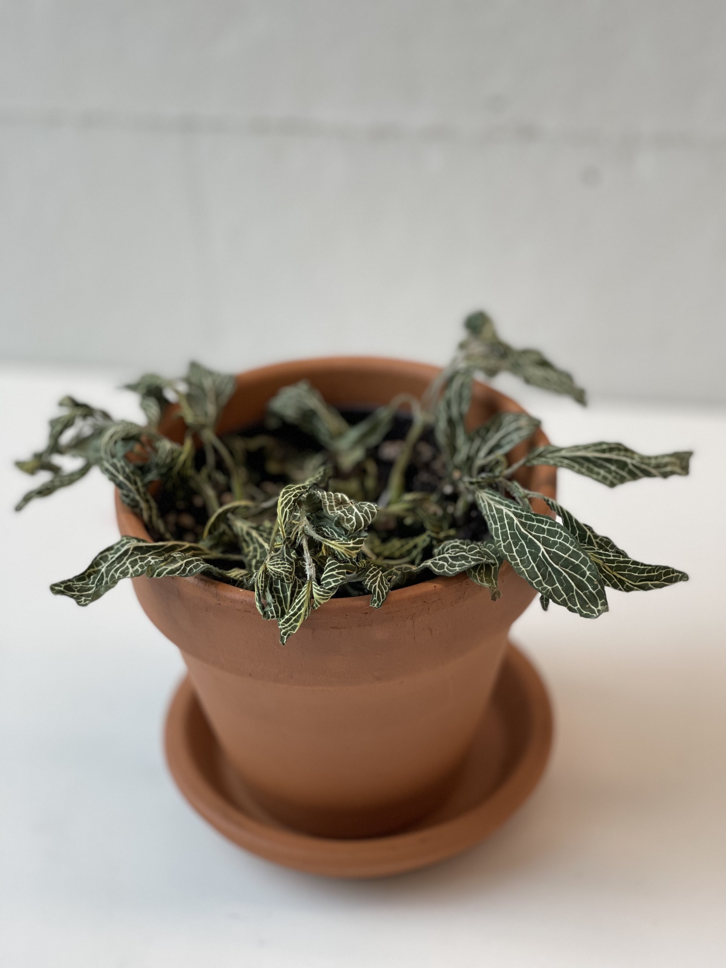 Plant Care Motivation