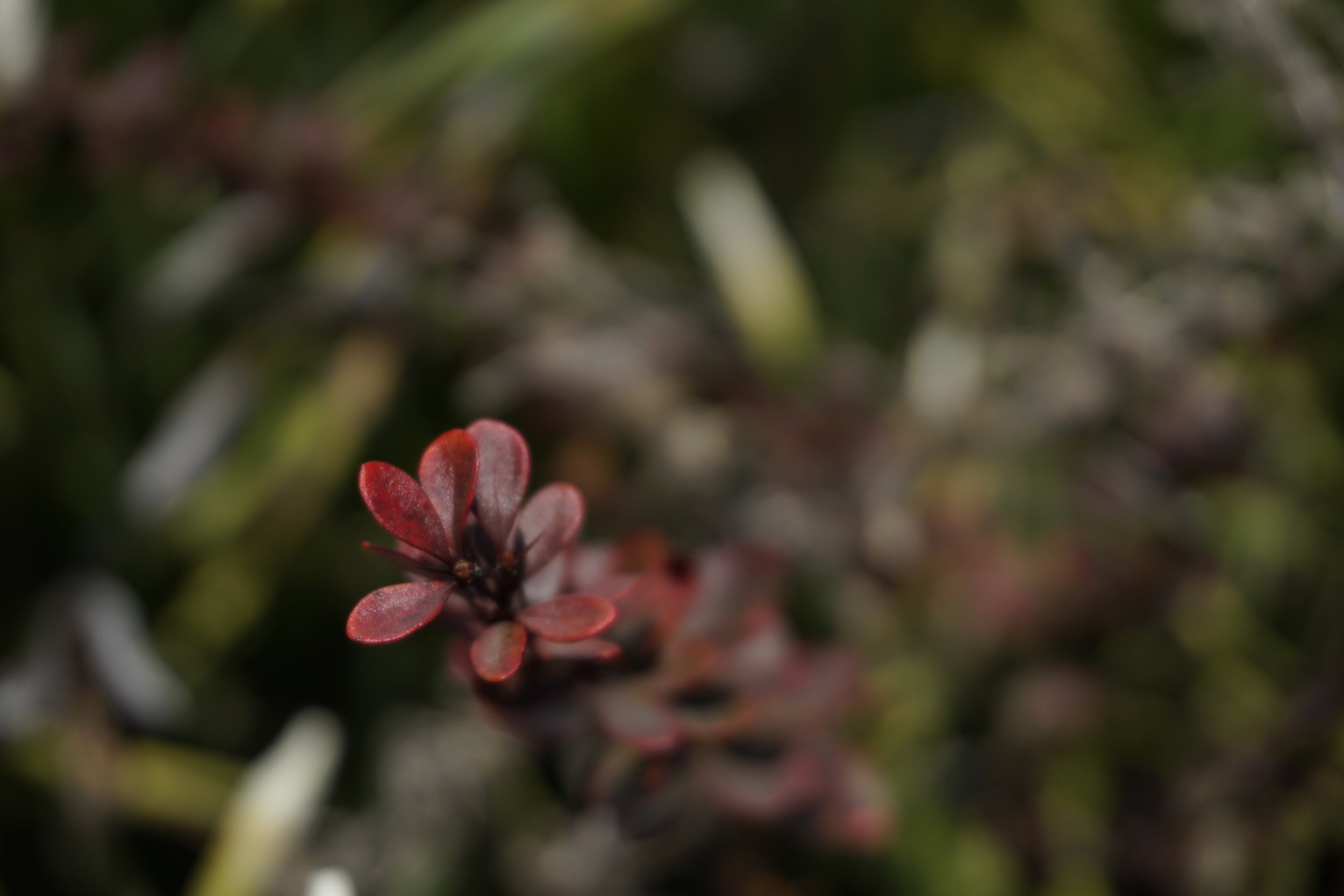 Photography 4